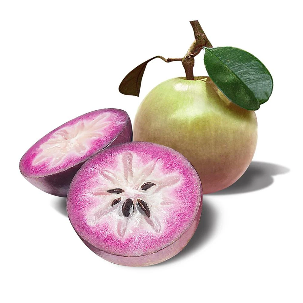 Vietnamese Star Apple Fresh Organic Harvest Sweet Flavor Healthy Exotic Fruit