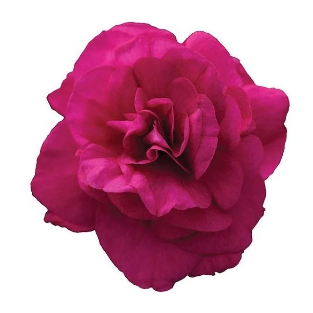Artificial silk Common peony  Paeonia officinalis real touch Artificial fake flowers for Home Wedding Party Decoration