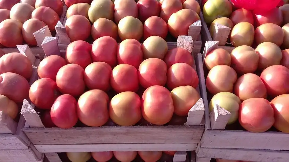 Fresh tomatoes