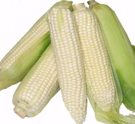 white-corn-1-600x450.jpg