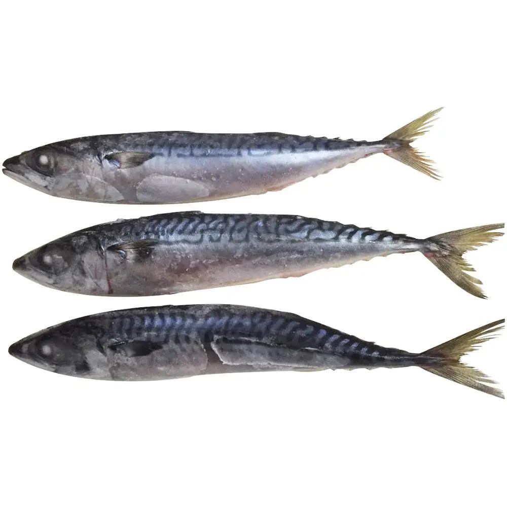 online Market order whole cleaned Mackerel fresh seafood global wholesale market prices