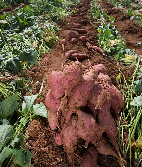 Свежий картофель из Вьетнама-лучшее качество, натуральный и самый продаваемый.