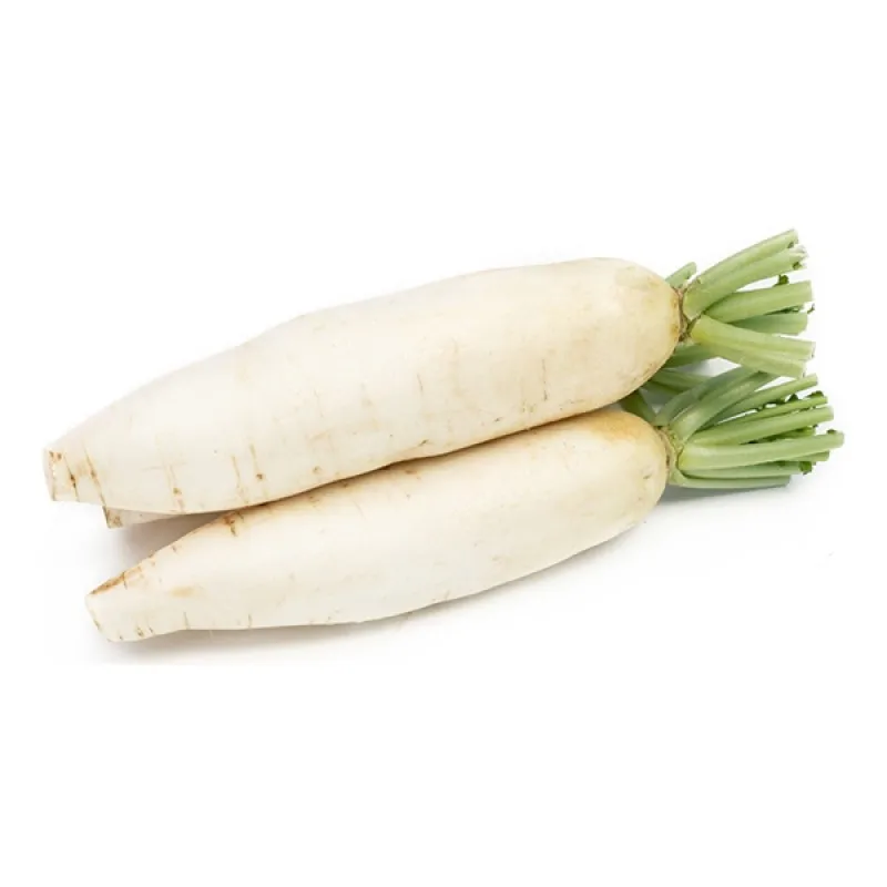 Wholesale Organic fresh white/Red Radishes