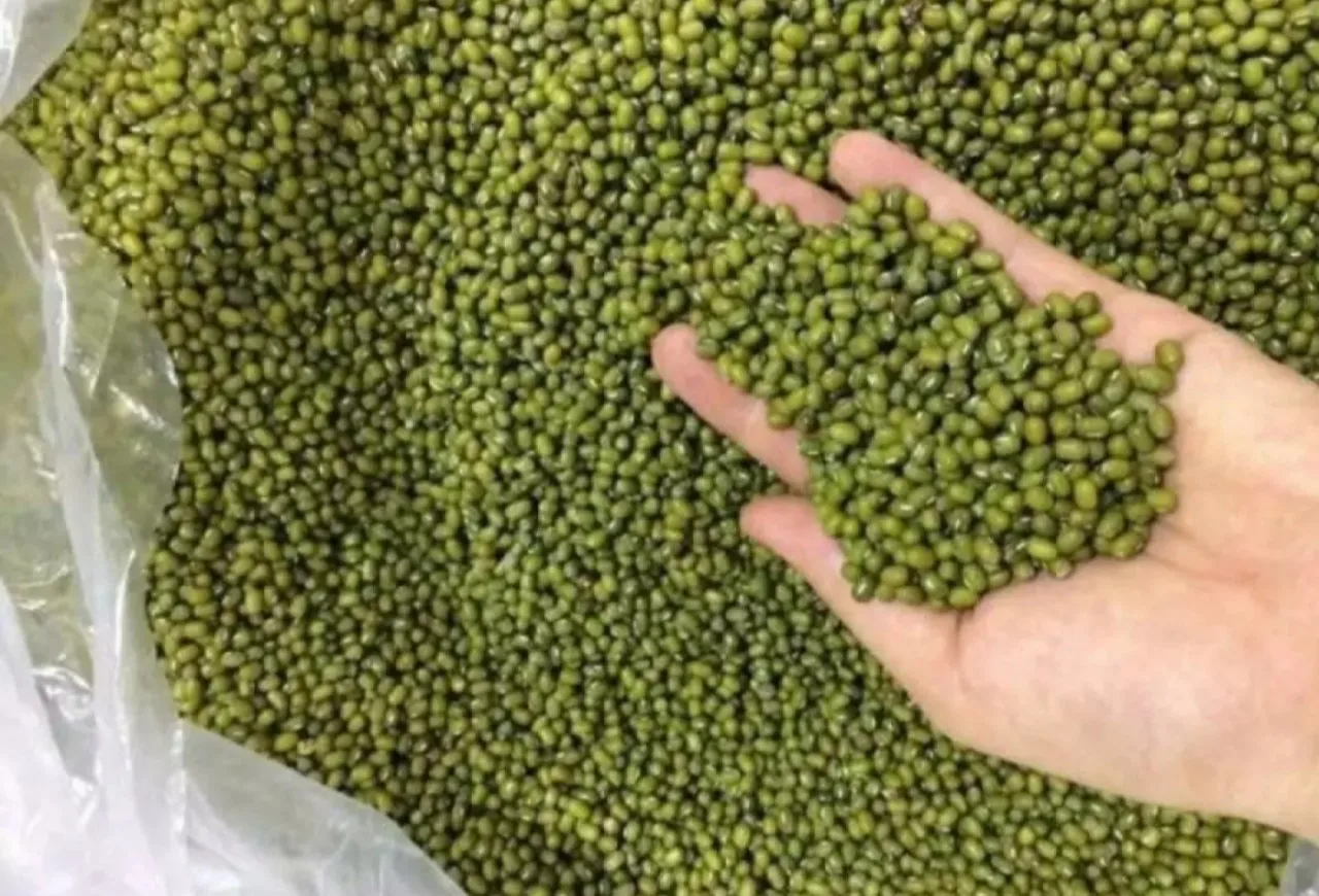High Quality Raw Vietnam Green Mung Bean Vietnam Supplier WholesalesGood Prices New Crop In stock
