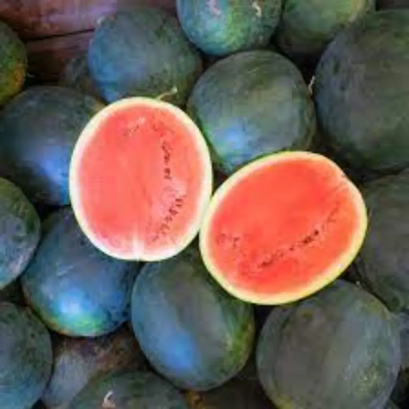 Экспорт сахара арбуза для детей в упаковке