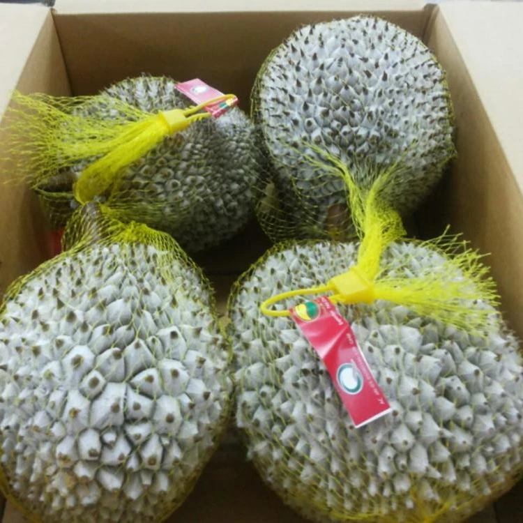 RI6 DURIAN FRESH WHOLE PIECE / FROZEN WHOLE PIECE / FROZEN PULP / FROZEN PASTE ORIGIN VIETNAM