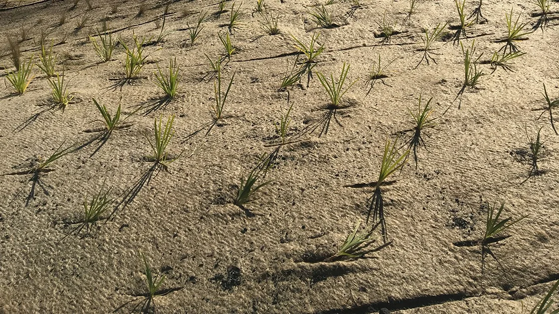 Standard Quality 100% Jute Felt and Hemp Growing Mat Made of Needle Punched Used for Thermal Insulation Packaging for Export