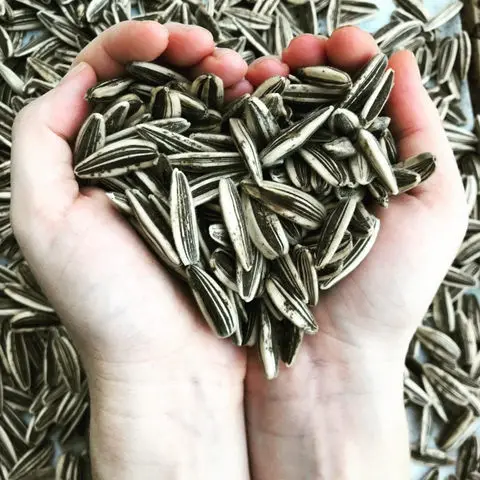 USA Black White Raw 5009 361 Sunflower Seed Kernel Price