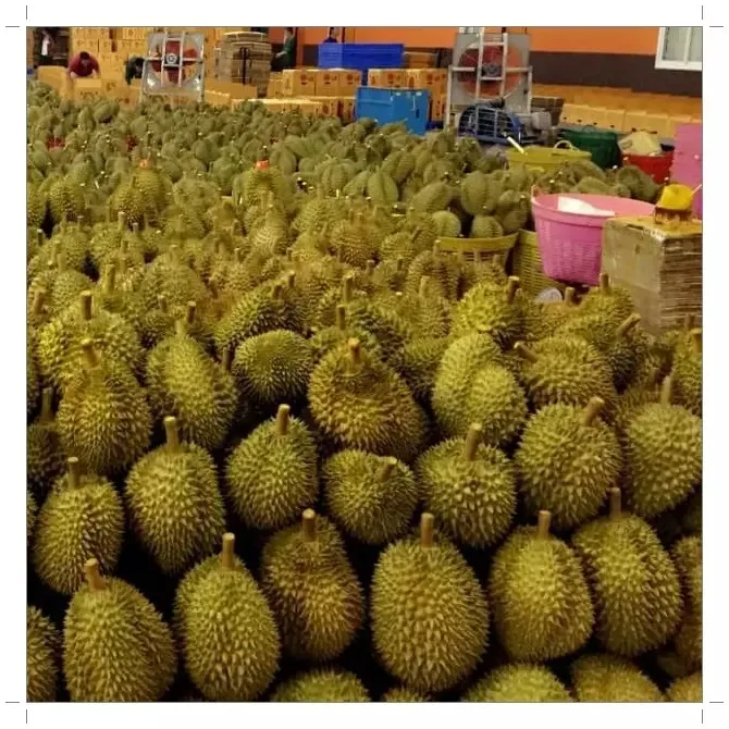 Monthong Durian Made In Vietnam So Fresh Premium Quality Fresh Whole Piece /Frozen Pulp Durian Fruit Monthong