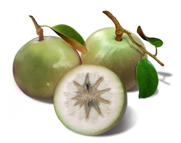 Star Apple High Quality Organic Fresh Gala and Red Delicious Grown in Vietnam with Sweet Taste Competitive Price