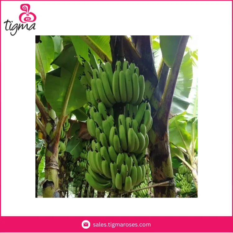 Wholesale High Quality Harvested Organic Green Cavendish Banana from Ecuador at Factory Price