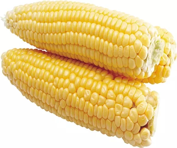 Yellow Corn/Maize for Animal Feed / YELLOW CORN FOR Cattle Feed wholesale supplier and exporter at Wholesale