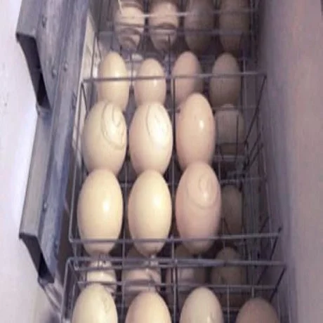 Fresh Brown Table Chicken Eggs / Wholesale Fresh Brown Table Eggs Chicken Eggs / Fresh Table Chicken Eggs ( Brown and White)
