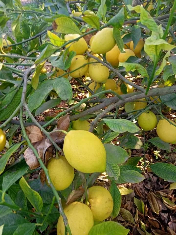 Fresh Lemon from Egypt