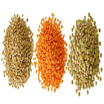 Bulk Dried Red Lentils/Green Lentils/Brown Lentils for food
