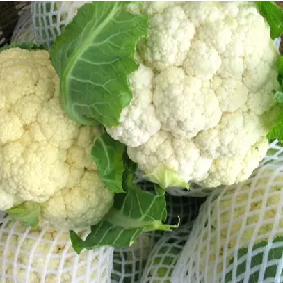 100% Natural Product Food Grade HACCP GAP Certification Quality Fresh Vegetable Cauliflower