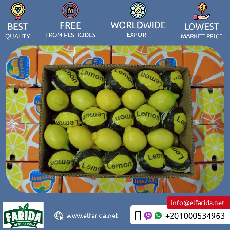 Exporter of Good Quality Top Selling Delicious and Nutritious Yellow Juicy Citrus Fruit Fresh Adalia Lemon from Egypt