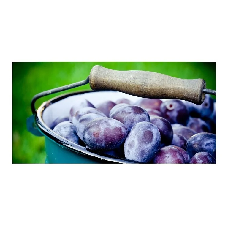Wholesale Price Fresh Fruits Plums Bulk Stock Available For Sale