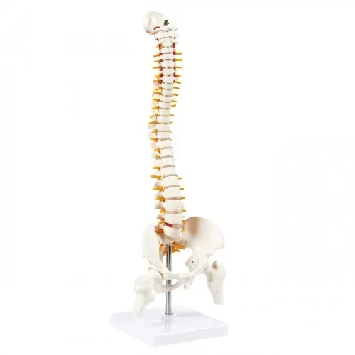 High Quality A One Science LIFE SIZE SPINE WITH PELVIS Educational lab Science Training Medical Item Color Realistic Feature Ori