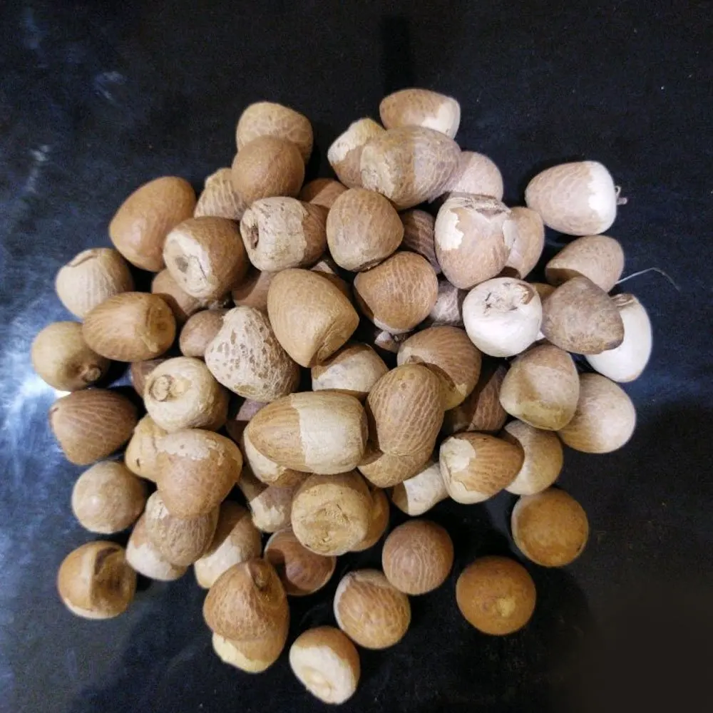 Wholesale price high quality raw bettel dried betel nuts areca nut