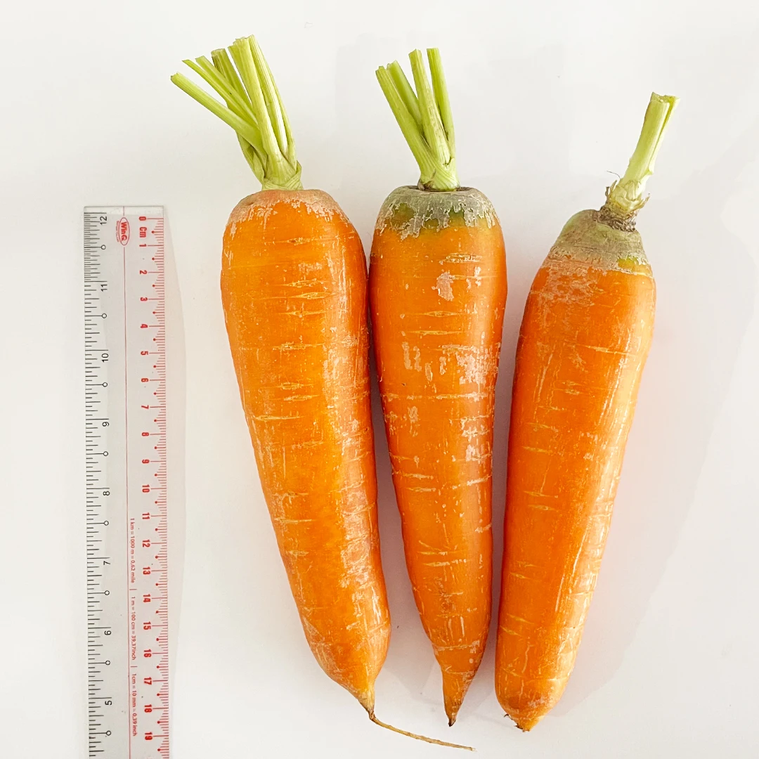 Exporter of Exceptional Quality 100% Organic Fresh Vegetables Carrots for Worldwide Purchaser