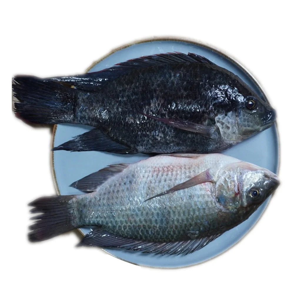Complete tilapia with high quality packaging we export all over the world you will get it at the lowest price in the market.