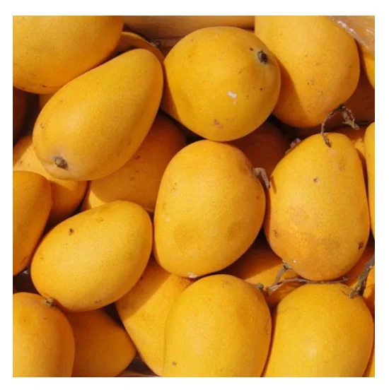 Top Selling Pakistani Fresh Mangoes at Cheap Price