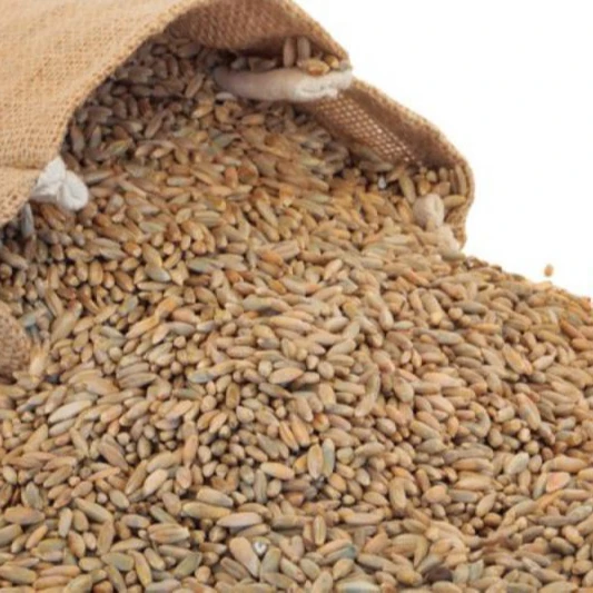 Rye grains.jpg