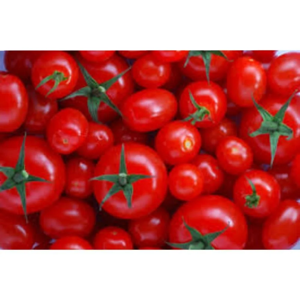 Open Pollinated Tomato Cal J OP for Export