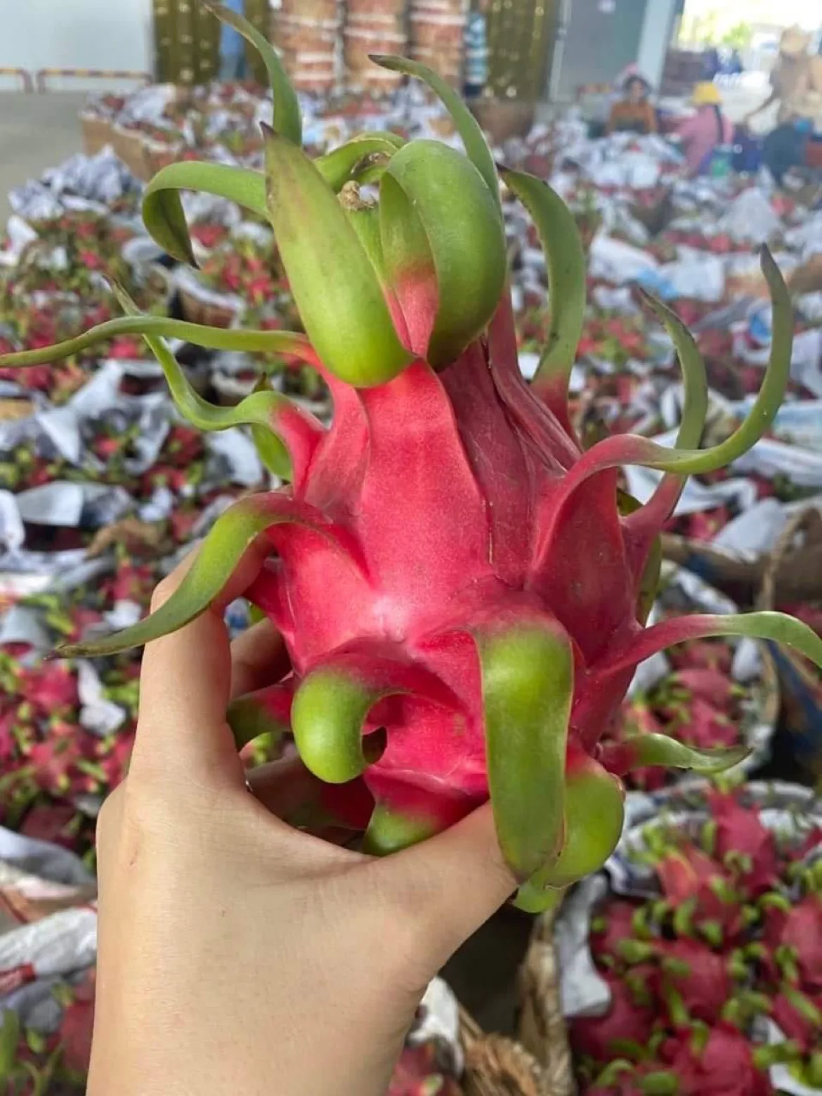 VIETNAM FRESH DRAGON FRUIT White Style Color Origin Type Flesh Variety Grade 1 Maturity Cultivation Common
