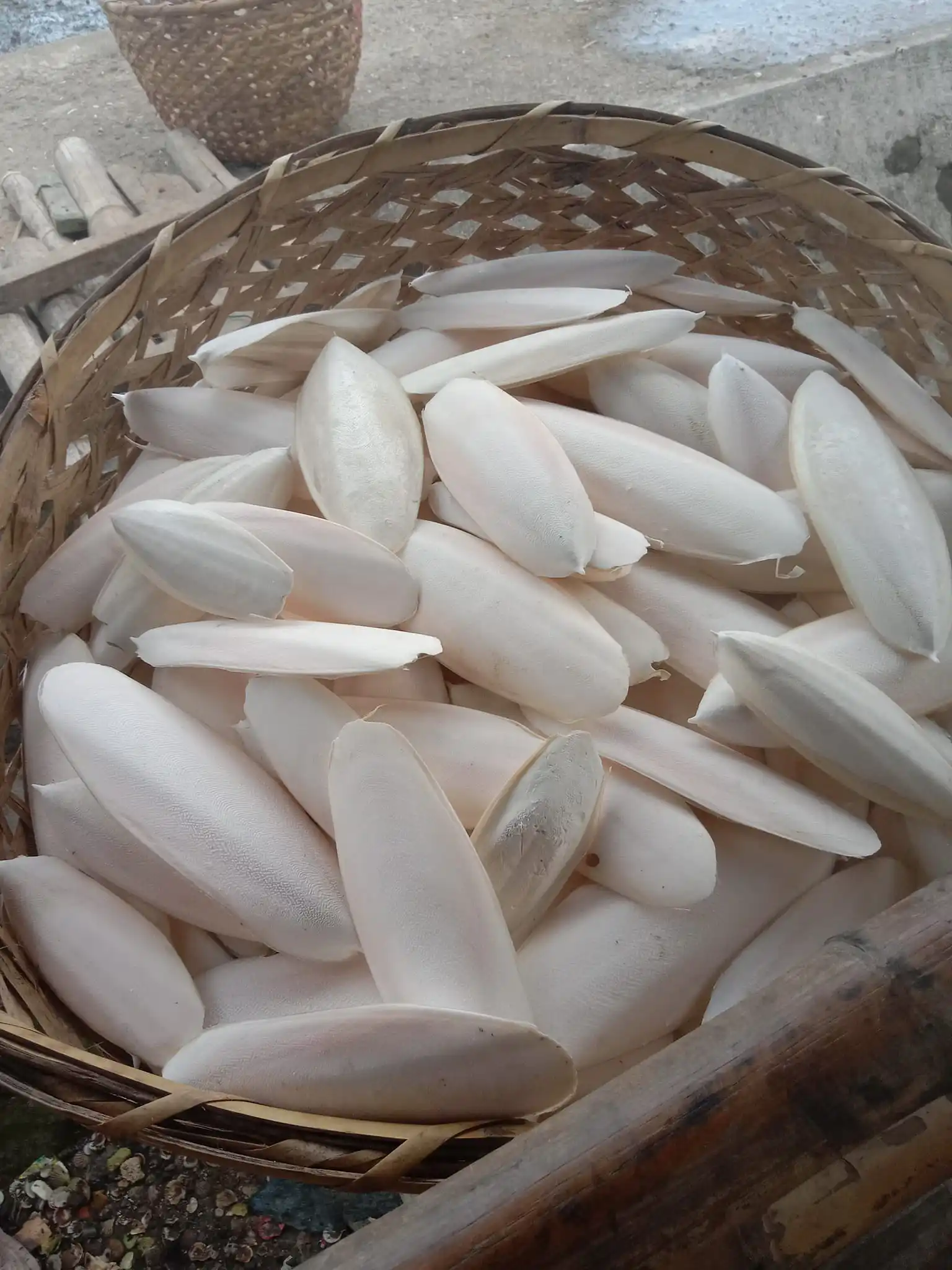 BULK SUPPLY: DRIED CUTTLEFISH BONE FOR PET NUTRITION!