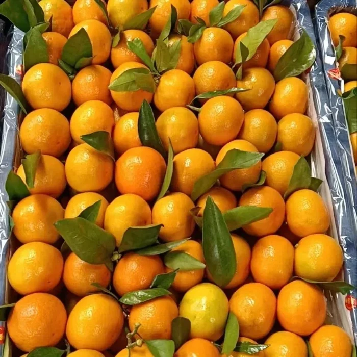 Fresh Citrus Baby Mandarin Orange Tangerin