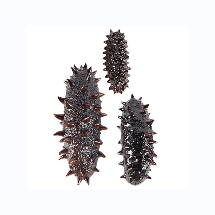 whole sale Price Frozen Sea Cucumber and Quality Dried Sea Cucumber for sale