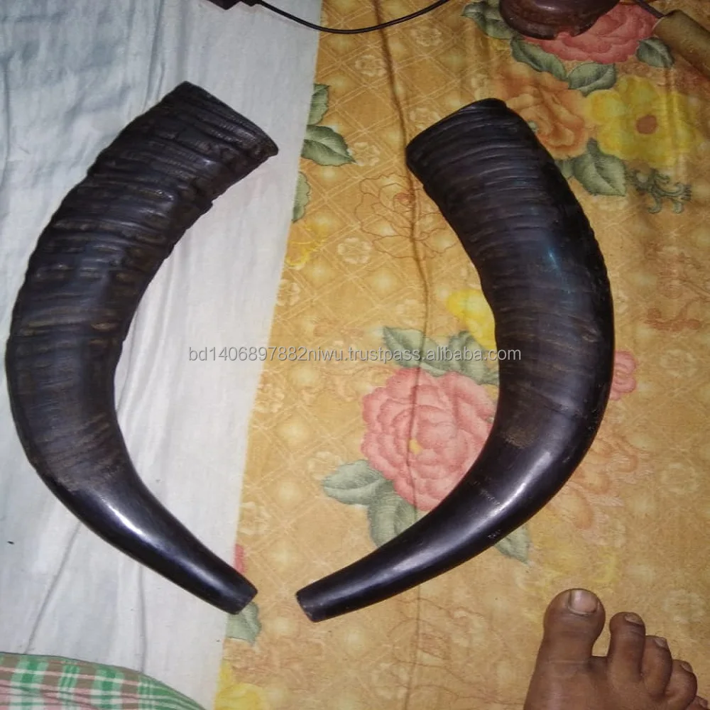 natural Buffalo raw Horn And Horn Tip/ and Quantity Black And natural Color for customized size and horn