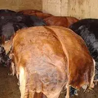 Wet salted cow Hides /skin cow heads animal skins for leathers