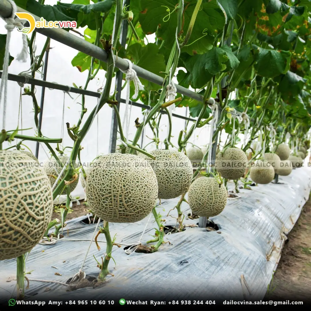 HOT SELLING COCO PEAT GROW BAG SLABS USED FOR GROWING VEGETABLES AND CHEAPEST PRICE FROM DAILOCVINA