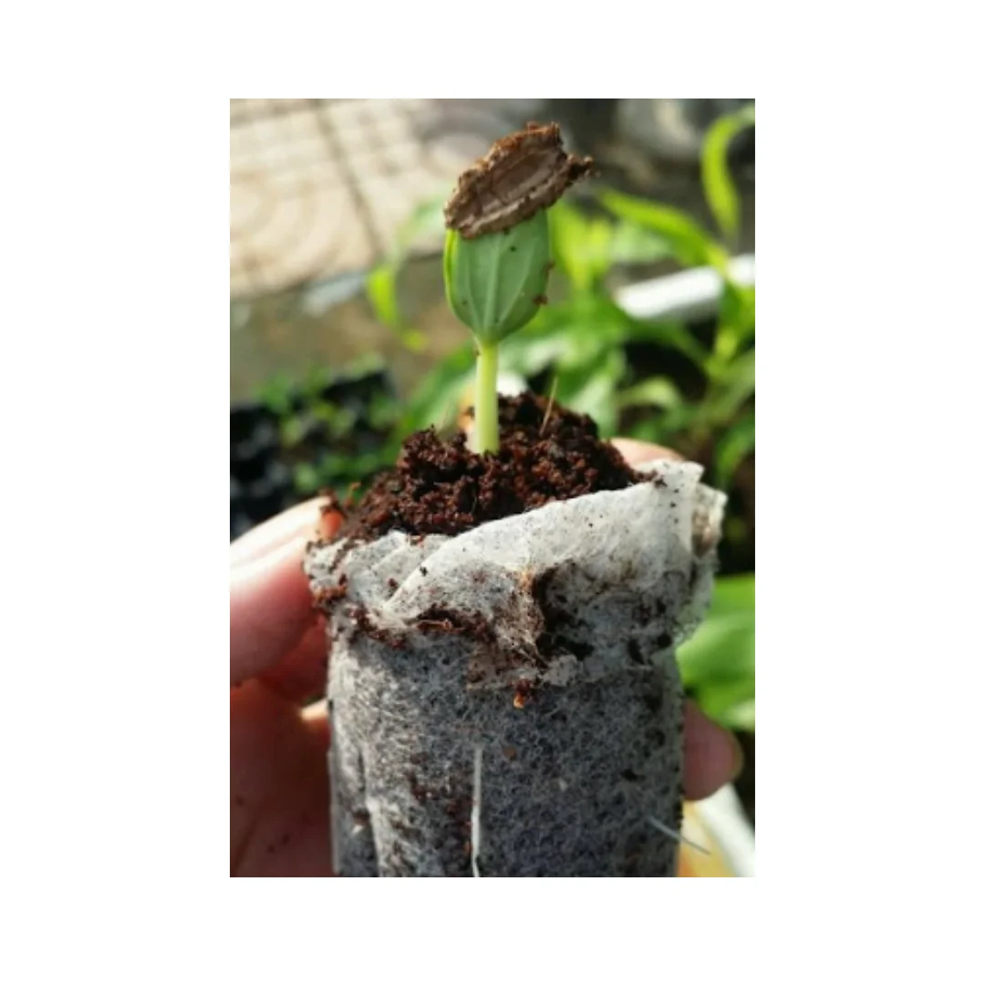 Coco Coir Peat For Garden Eco-friendly coconut fiber coir peat pellet for planter garden decoration best quality from Vietnam