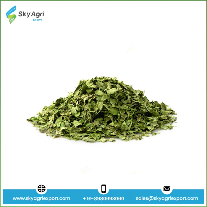 High Quality Pure 100% Coriander Leaves wholesale Spices Herbs Dry Coriander Leaves At  Bulk Price