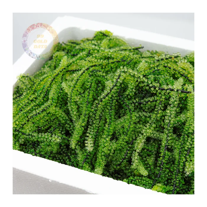 Trusted Manufacturer of Sea Grapes - Wholesale Supply with Custom Packaging and Reliable International Shipping