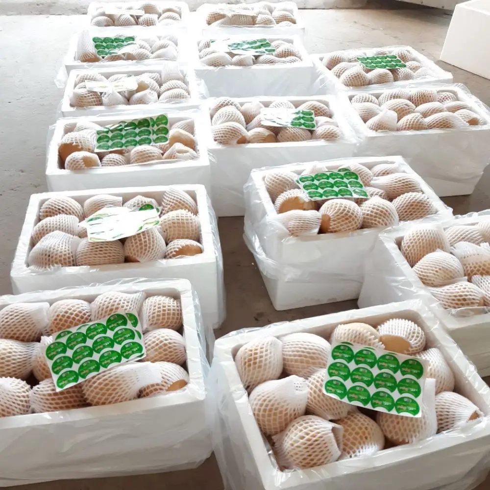 Хит продаж высокое качество свежий молодой кокос из Вьетнама