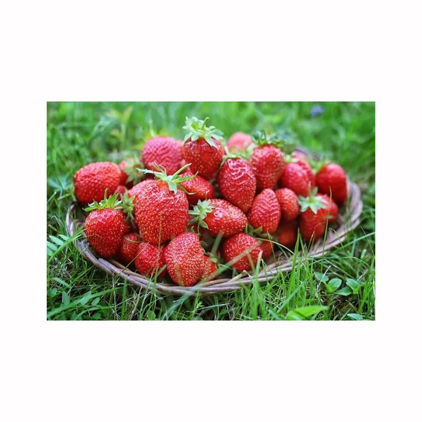 High quality IQF 10 kg frozen fruits and berries from Brazil IQF Frozen Strawberry in carton boxes for food