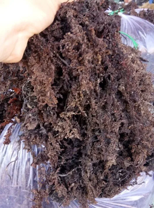 Natural Yellow Seaweed / Dried Cottonii Seaweed / Dried Sea Moss Wholesale For Producing Carrageenan
