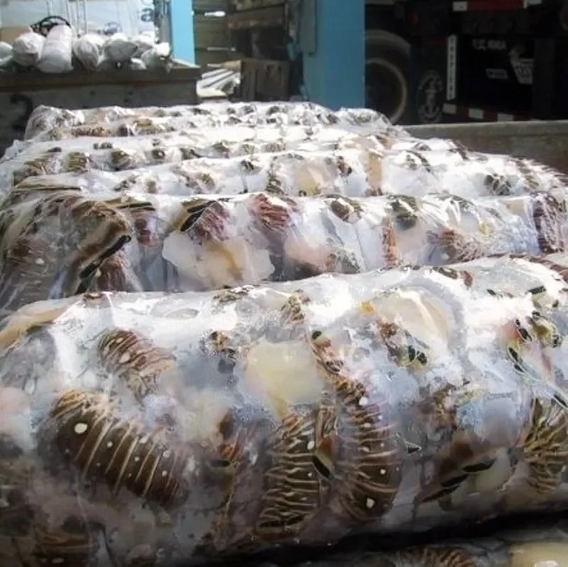 Seafood Fresh and frozen Lobster, LIVE and FRESH LOBSTER