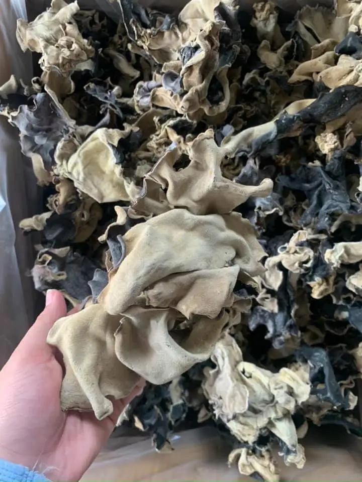 Wholesale Fungus Fungus Vietnam Manufacturer Direct Sale Cultivated Whole Part Natural Dried Black Type  Ms. Lily +84 906 927 73