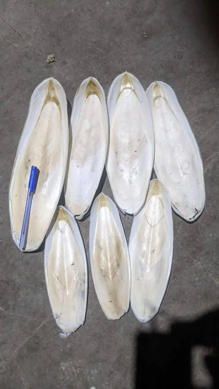 Sun Dried Cuttlefish Bone for customers Vietnamese NATURAL WHITE Dried CUTTLEFISH BONE SQUID BONE
