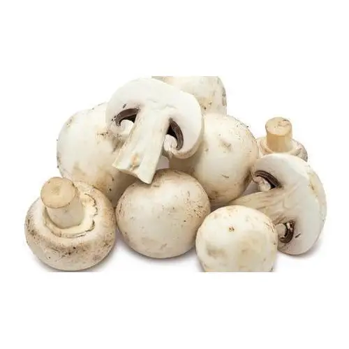 Hot selling Quality Mushroom Supplier in market competitive price, large quantity available to export fresh Mushroom