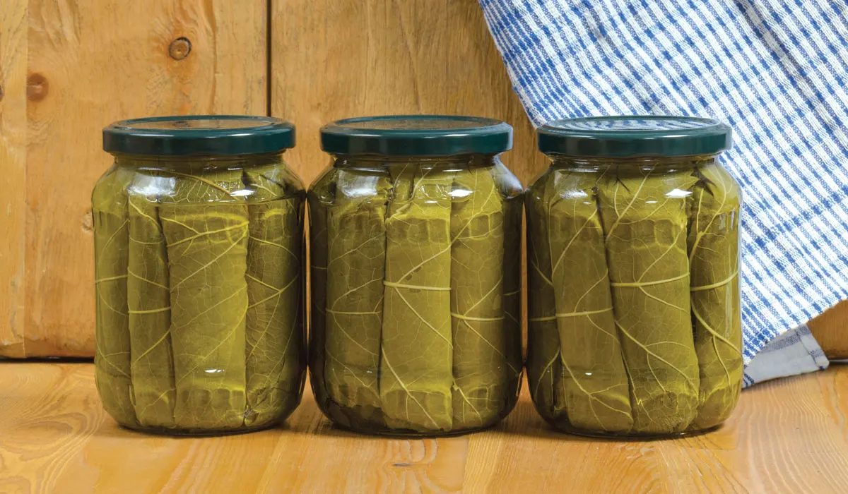 COMPETITIVE PRICE Hot Sale Made in Vietnam International Standard GRAPE LEAVES IN BRINE Bulk Supply