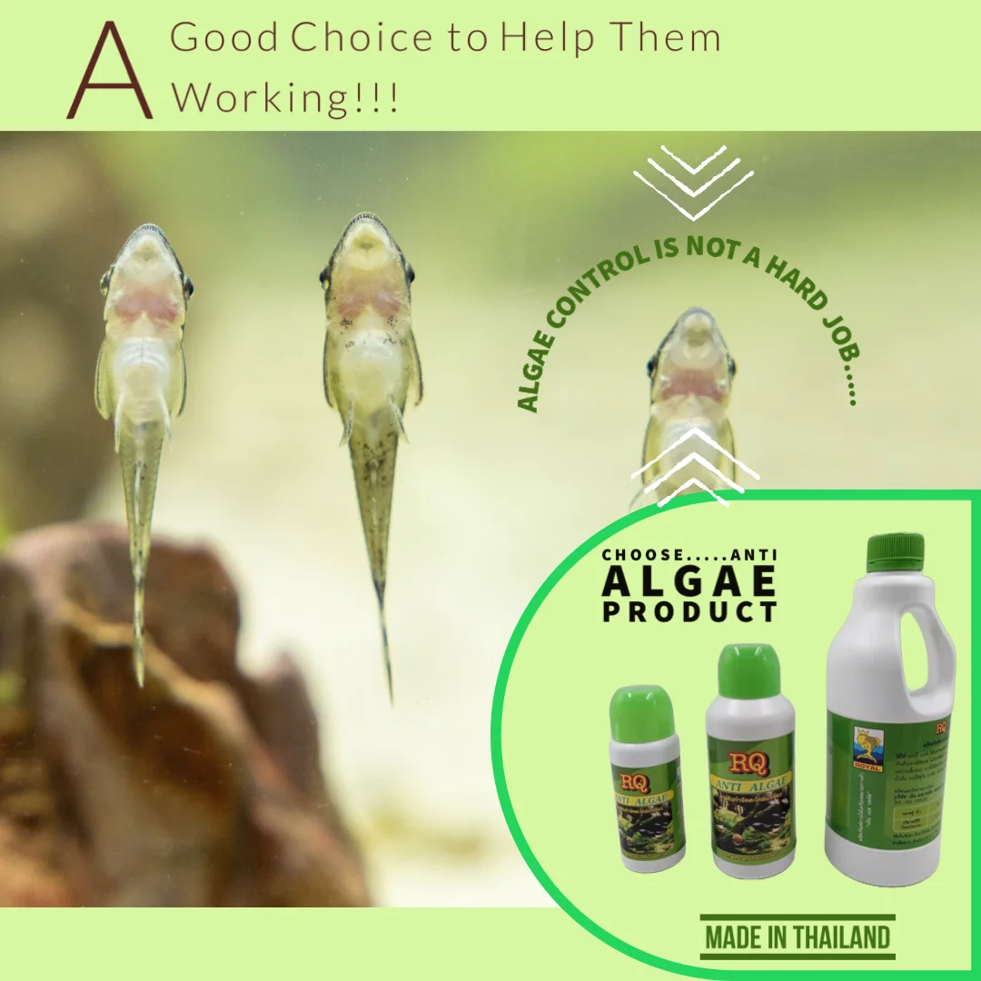 RQ 1000ml Anti Algae Fish Tank Aquarium Water Supplement Plastic Bottle Packaging for Fish Species