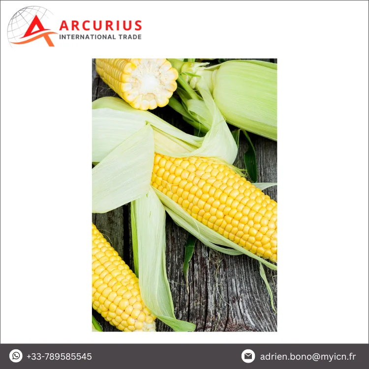 Wholesale High Quality Standard Grade GMO Yellow Corn / Maize for Human Consumption