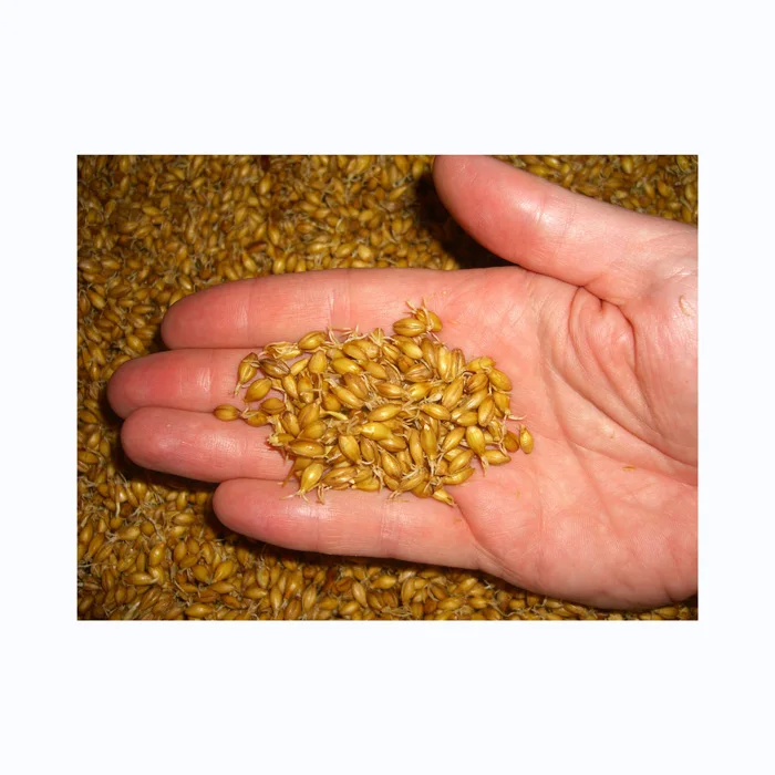 Barley for Malt, Barley Feed, Malted Barley Animal Feed Barley